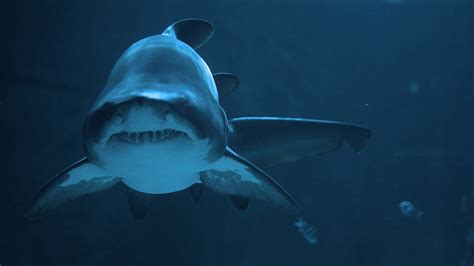 Wallpaper Underwater Great White Shark 1920x1080 Px Vertebrate