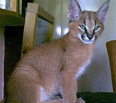 Search by make, model, price, and location to find the perfect. Very exotic bengal, serval, savannah, and caracal kittens ...