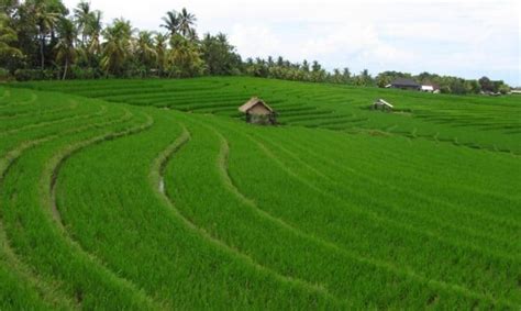 Contoh surat jual beli tanah. Contoh Surat Perjanjian Jual Beli Tanah Sawah Pdf