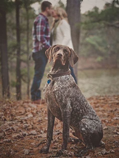 7 Amazing Things To Know About Pointer Dogs