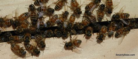 How does manuka fare against regular honey? The World's Largest Honey Bees - BEVERLY BEES
