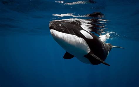 Killer Whale Underwater Ocean Whale Hd Wallpaper Peakpx