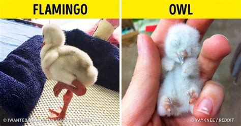 Come and rest your bones with me. 10+ Baby Animals Who Don't Look Like Their Parents