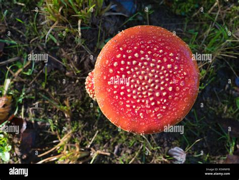 Amanita Muscaria Mushrooms Stock Photo Alamy