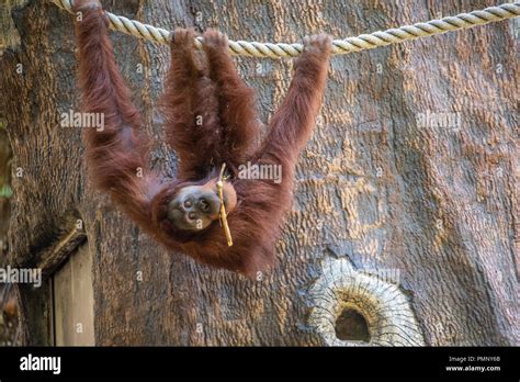 Bornean Orangutan Pongo Pygmaeus Hanging Upside Down From A Rope At