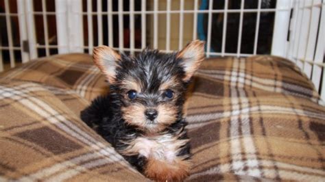 Charming Teacup Yorkie Puppies For Sale In Georgia At Puppies For