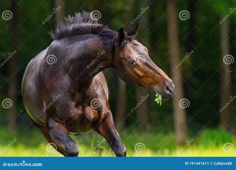 Horse In Motion Outdoor Stock Image Image Of Beauty 101441611