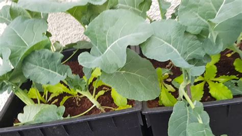 Growning Broccoli In Containers Youtube