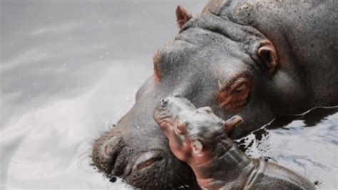 Nace Cría De Hipopótamo Del Nilo En Zoológico Del Edomex N