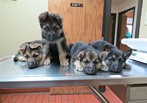 Vom wenner haus is a small hobby breeder in southern minnesota. Gallery of The Rock Veterinary Clinic in Luverne MN