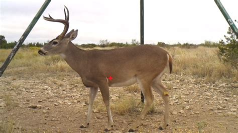 Aim Low Its The Way To Go Western Whitetail Big Game Hunting