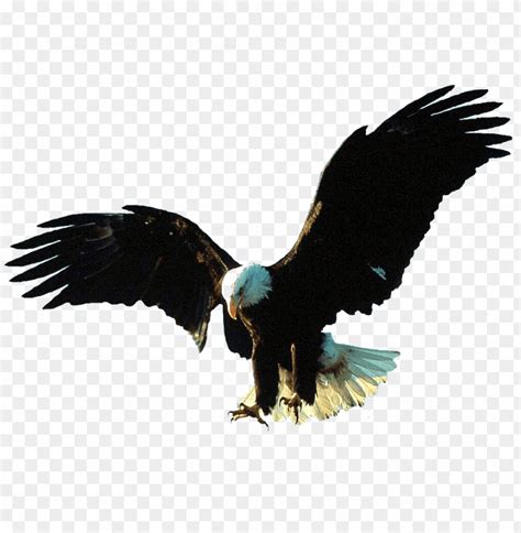 Gif Animation Eagle Gif Png Transparent With Clear Background Id