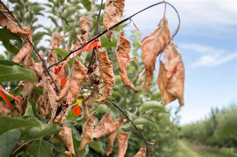 What Is Fire Blight On Fruit Trees Fruit Trees