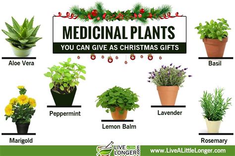 Medicinal Plants You Can Give As Christmas Ts