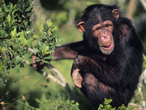 Chimpanzee Wild Animals In Africa Animals Wild Endangered Animals