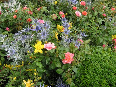 Immergrüne pflanzen schmücken jeden garten, egal ob in der sonne oder im schatten. 12 Blühende Hecke Winterhart - Garten Gestaltung ...