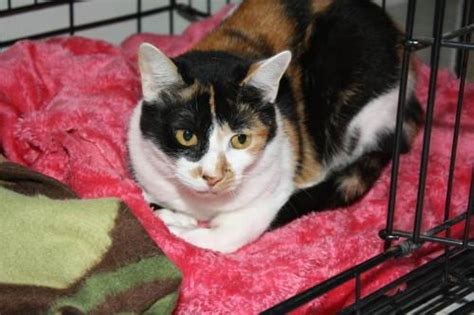 Calico Sherry Small Adult Female Cat For Sale In Capehart