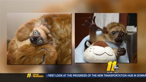 Duke Lemur Center Welcomes Three New Endangered Baby Lemurs Abc11