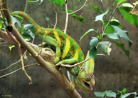 Chameleon Foto And Bild Tiere Wildlife Amphibien And Reptilien Bilder Auf Fotocommunity
