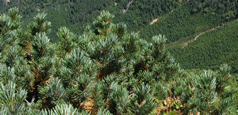 Pino Enano Pinus Pumila Gu A Completa