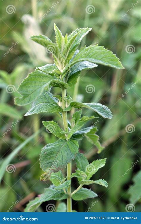 Mint Long Leaved Mentha Lonolia Grows In Nature Stock Image Image