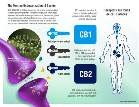supporting your endocannabinoid system by tyler strause randy s club medium