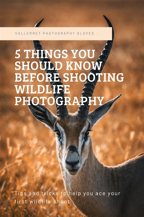 5 Things You Should Know Before Your First Wildlife Photography Trip In