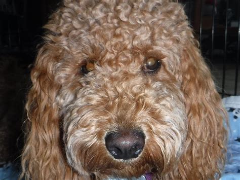 Brown Curly Haired Goldendoodle Photograph By Peggy Gagnon