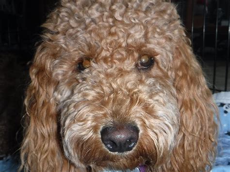 Wavy coats need to be brushed several times a week, while straight hair should be brushed as necessary to reduce shedding. Goldendoodle Coat Types - Smoky Mountain Doodles