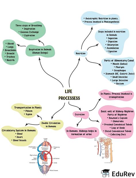 Mindmap Life Processes Science Class Pdf Download