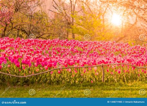Beautiful Tulip Flowers Blooming In Spring Day With Sunrise Stock