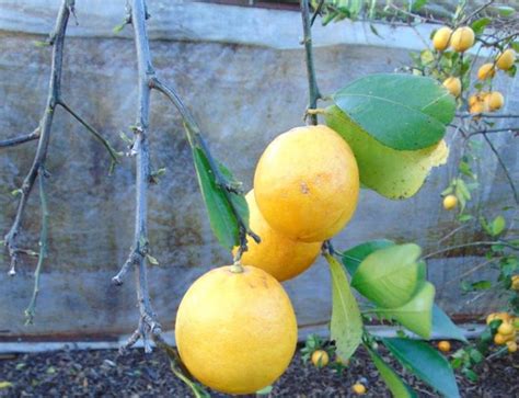 Try A Sweet Lemon Tree To Brighten The Bitter Winter Days Cape Gazette