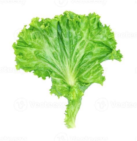 Green Lettuce Leaves Isolated 26694902 Png
