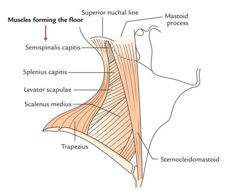 Muscular Triangle Anatomy