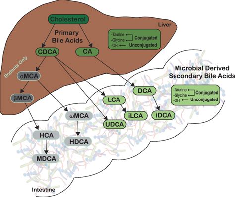 Microbial Metabolism Of Host Derived Primary Bile Acids Download