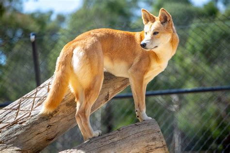 Como Vivem Os Cachorros Selvagens Conheça Algumas Raças Espalhadas