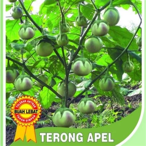 Jual 10 Biji Benih Terong Apel Lalap Manis Buah Lebat Shopee Indonesia