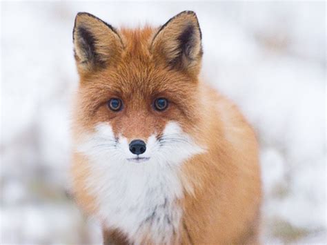 Blue Eyed Fox Wolves Are Awesome And Foxes Are Cute Pinterest Foxes