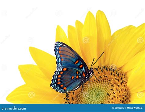 312 Clip Art Free Butterfly Sunflower Butterfly Svg Svg Png Eps Dxf File