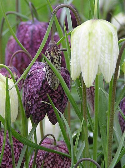 Fritillaria Bulbs How To Grow And Plant Frost Resistant Fritillaries