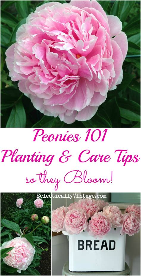 How To Plant Peonies Peony Care 640×1256 Pixels Planting Peonies