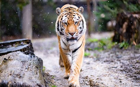 Download Wallpaper 3840x2400 Tiger Predator Big Cat Animal Snow 4k