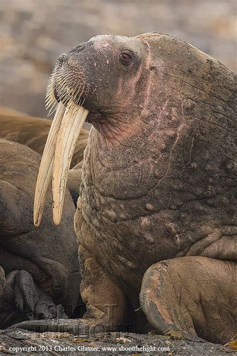 Walrus Whiskers Marine Animals Have Developed Specialized Sensory