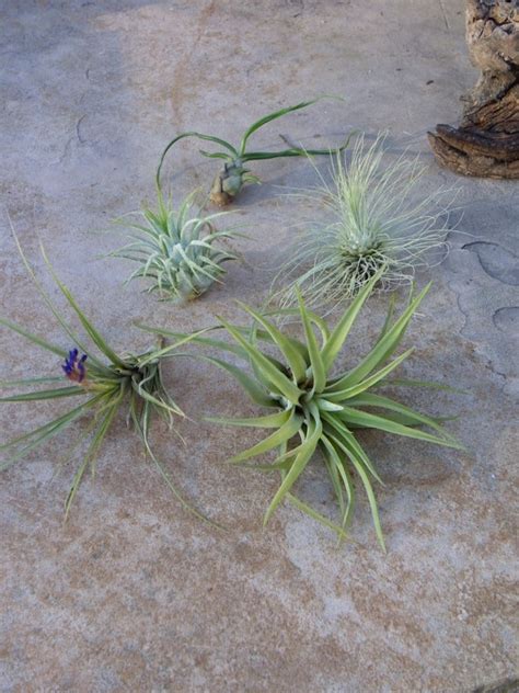 Air Plant Collection 5 Different Species By Lhstaytonplants 1500