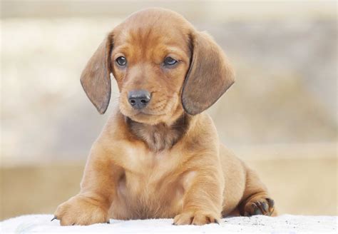If you are looking for miniature dachshund puppy for sale, it's smart to know about coats and coat care. Dachshund Puppies For Sale | Chevromist Kennels
