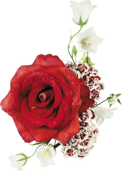 Rosas png png collections download alot of images for rosas png download free with high quality for designers. 8 Flores Para Photoshop PNG Images - Border Frames for ...