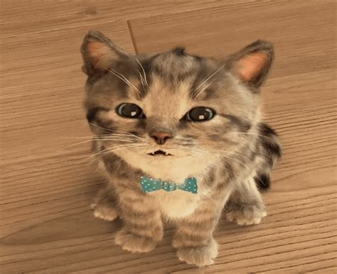 Gif cat animated 8 » GIF Images Download