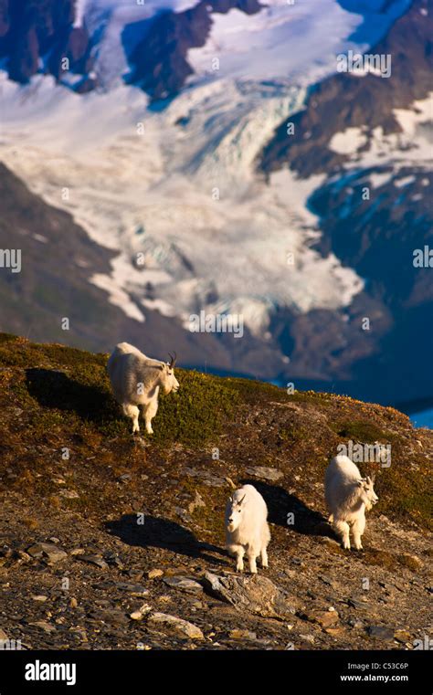 Three Mountain Goats Walking On A Ridge Near Harding Icefield Trail In