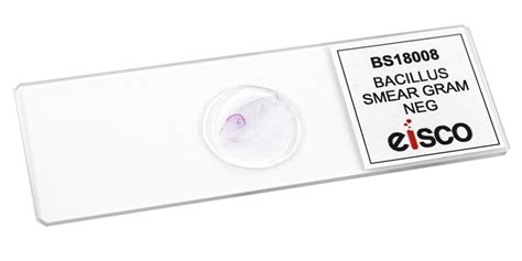 Bacillus Smear Gram Negative Prepared Microscope Slide 75x25mm