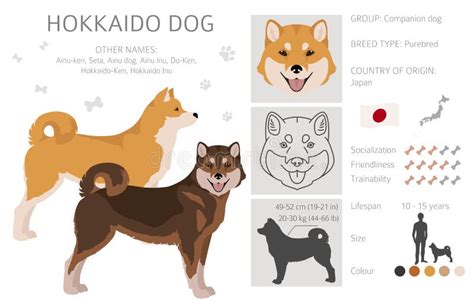 Hokkaido Dog Ainu Dog Clipart Different Poses Coat Colors Set Stock